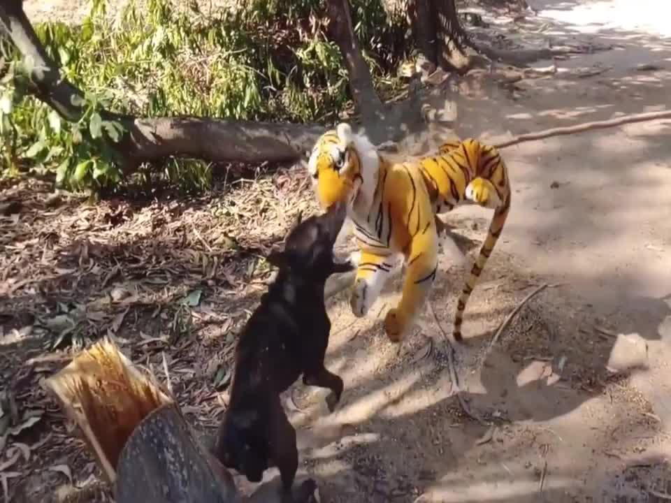 Wow Nice 2 Dogs Pranks!!! Fake Tiger Prank Dog So Funny Dog Try To Stop Laugh Challenge Comedy Video