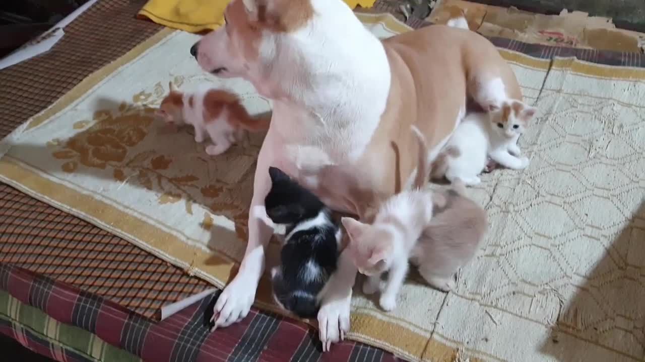 dog is arranging his own mother by chasing the mother of the children