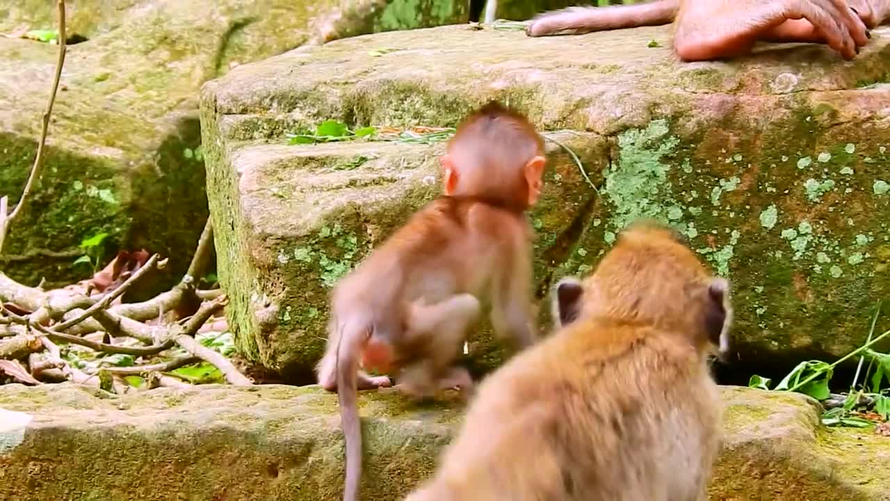 Adorable baby monkey Rainbow playing funny, newest, viral, fyp monkey baby animal videos