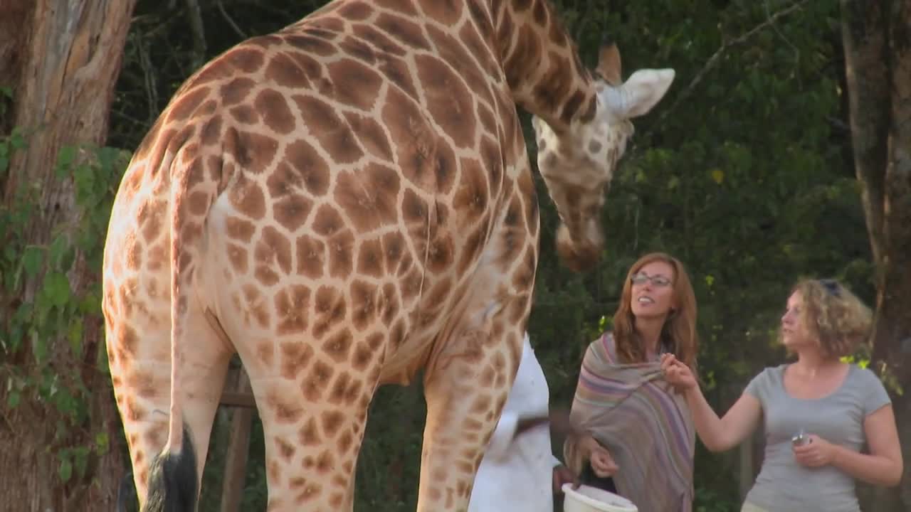 Tourists pet a giraffe in a zoo setting