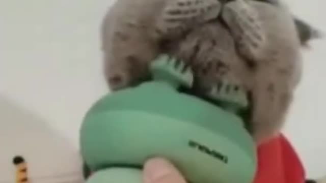 Funny Animals Video