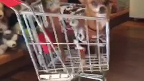 Small brown chihuahua wearing sweater inside of small shopping cart