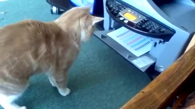 You won't believe until you see it #try not to laugh