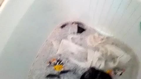 lavando roupa na maquina