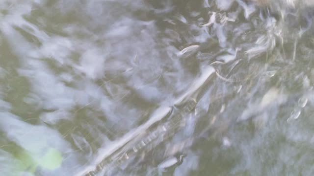 Catch a fish