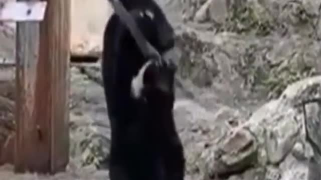 Funny Bear Having Fun