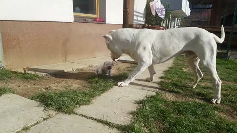 Dogo argentino playing with his son