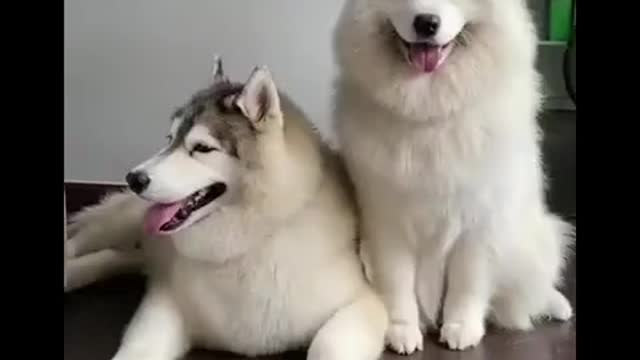 There there husky don't shout 😅😅🤭🤭🤭☺️☺️