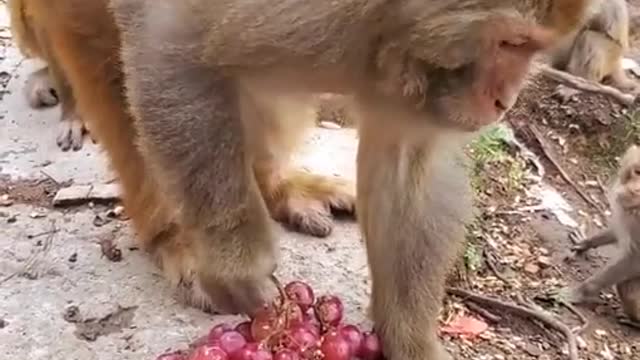 Cute monkey's eating grapes