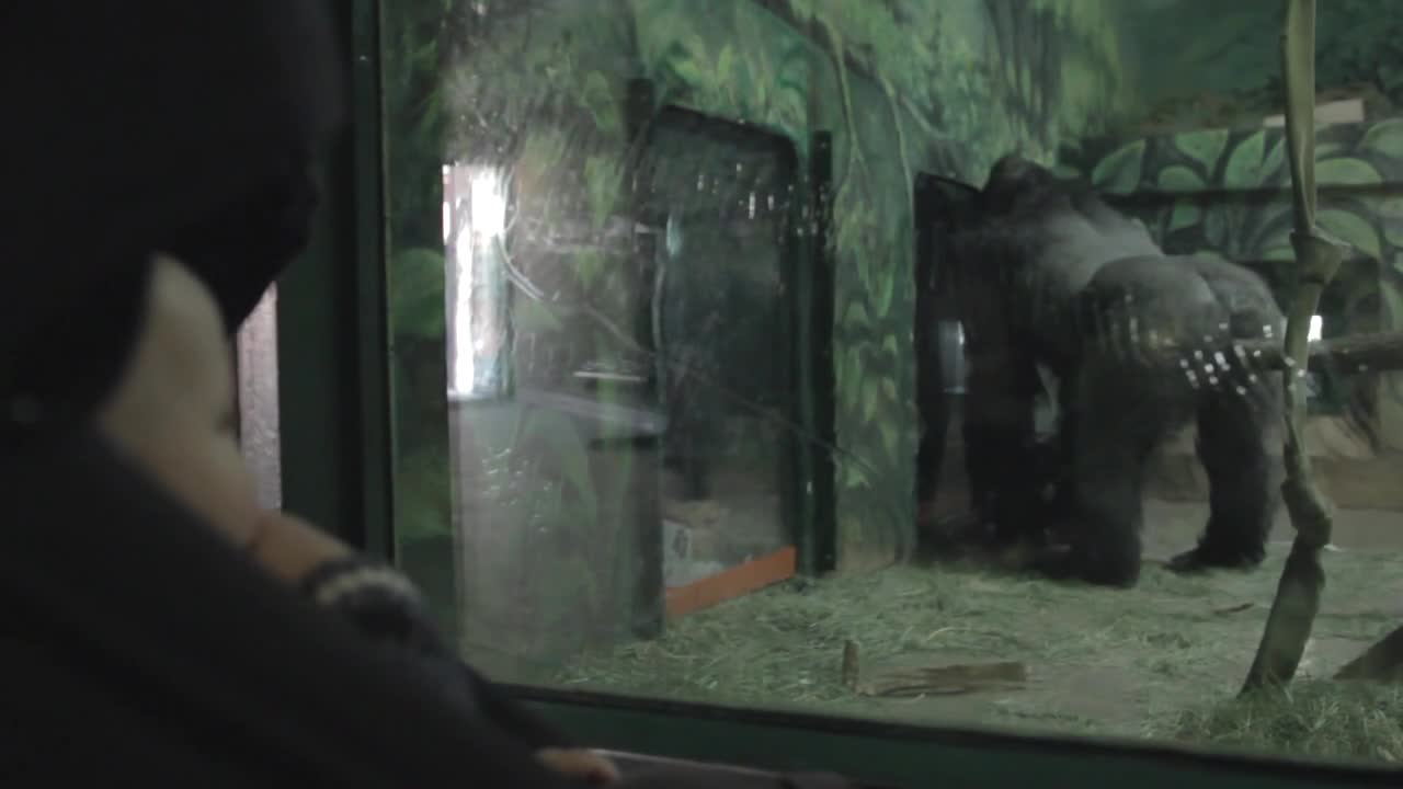 a baby boy in stroller watching a gorilla