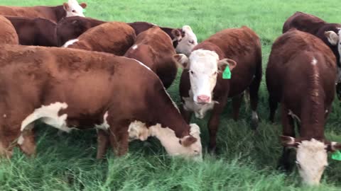 15- Open Hereford heifers.