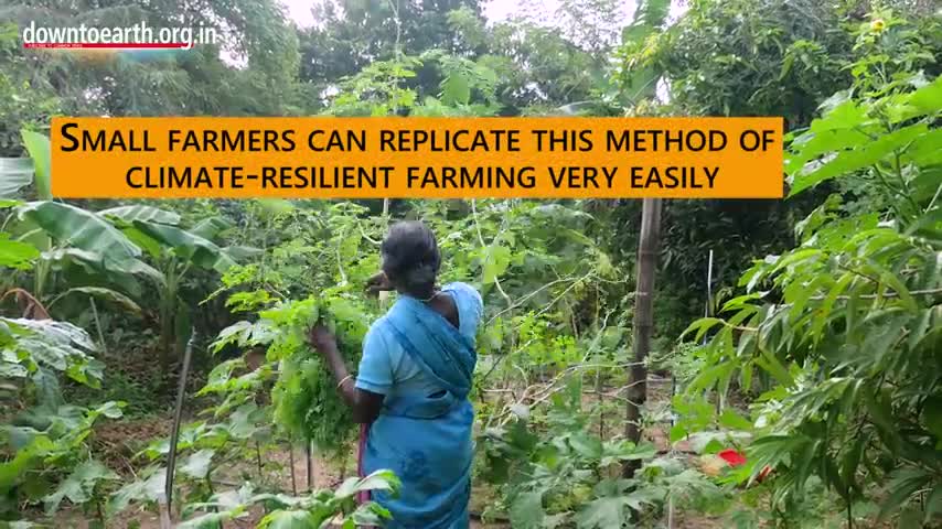 This is integrible natural food forest grown in Auroville