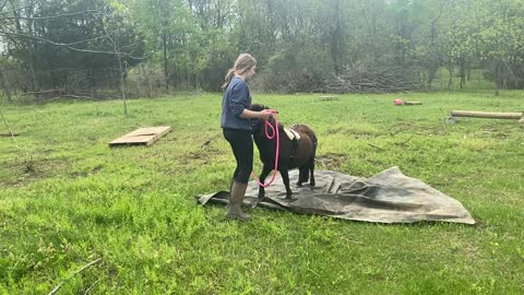 Mini Horse Training with Licorice and Evyennia 05.2021