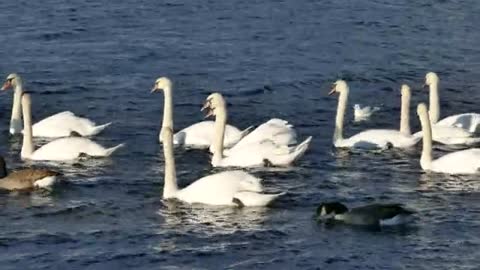 Cygnes canard