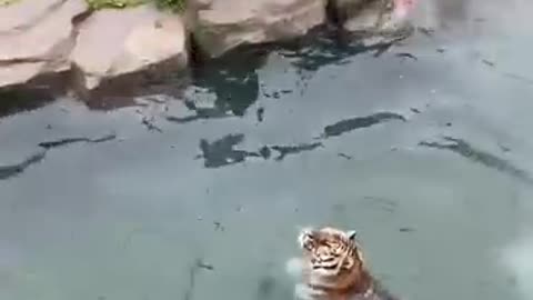 Tiger high jump