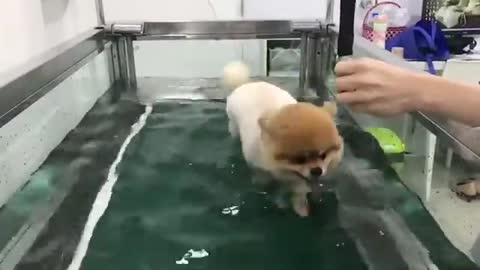 Training with cute dogs