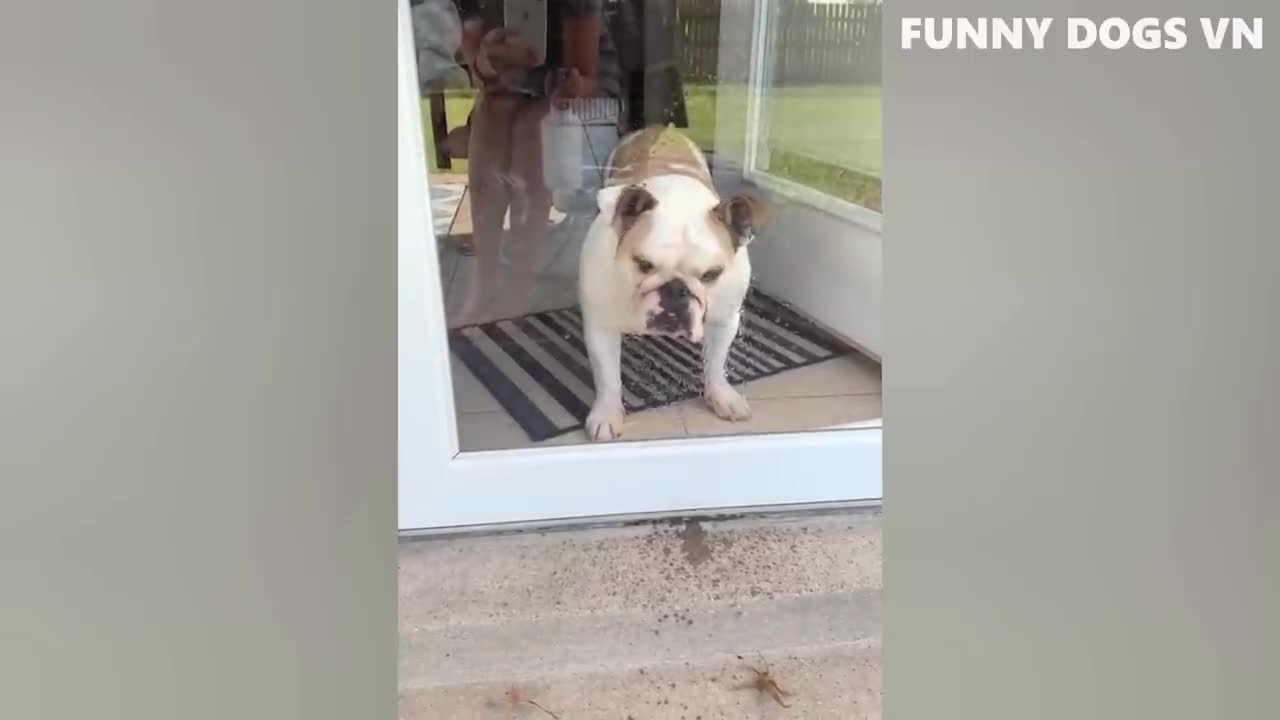 Funniest Animals Video - Funny Dogs And Cats - Try Not To Laugh Animals 2022