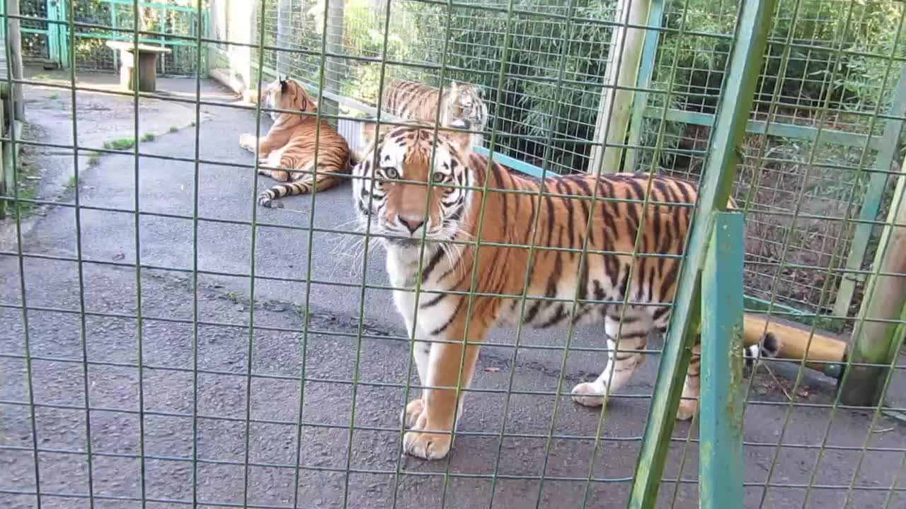 Danger tiger