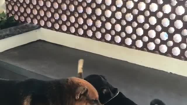 Brown dog and black dog fight for stick in their mouth