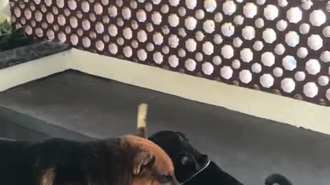 Brown dog and black dog fight for stick in their mouth