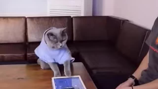 Lovely Cat, black cat, cats, funny cats, funny cat videos 11