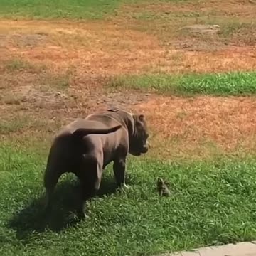 Pitbull attack’s chimpmunk