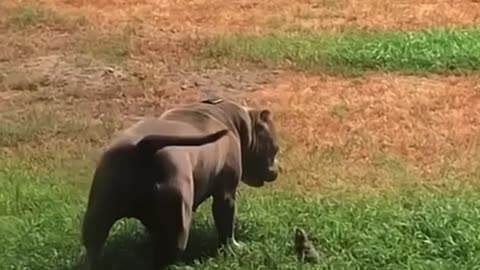 Pitbull attack’s chimpmunk