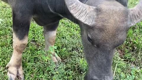 Scratching a Buffalo🇻🇳