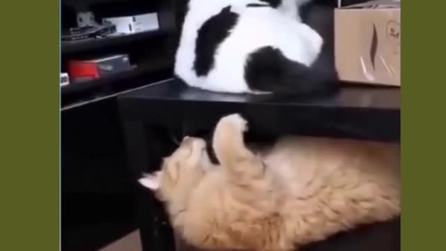 Funny cat teases other cat