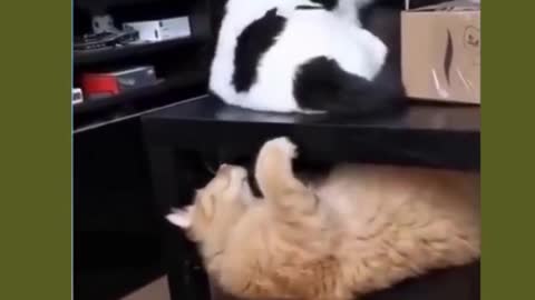 Funny cat teases other cat