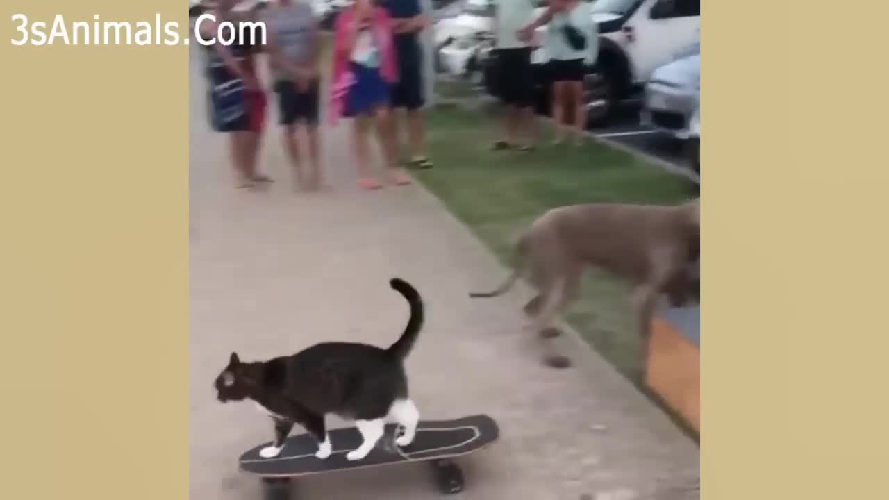 Cute Funny Cat wanna play