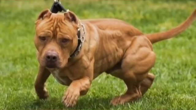 5 American Bully MUSCLE Training Exercises That Will Get Your Dog SUPER MUSCULAR