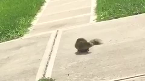 Stupid squirrel in drive way chasing its own tail