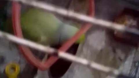 Parrot's reaction on subhaanALLAH