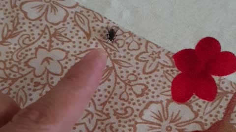 How the fly disappears?