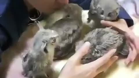 Owl Baby