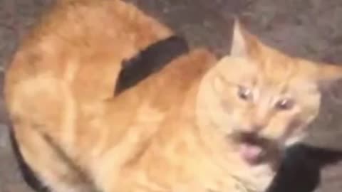 It's always the orange cat 😹