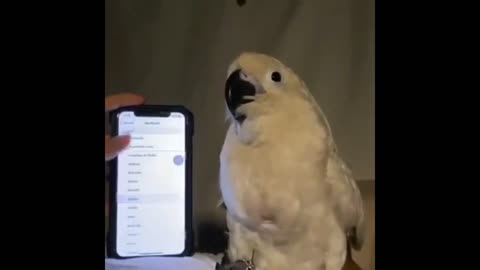 Cute Bird talking Funny