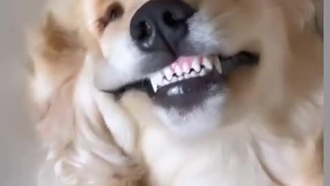 Video de Perro Gracioso......jjjjj