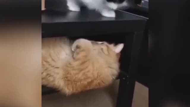 Cats and dogs funny clip😆🥺