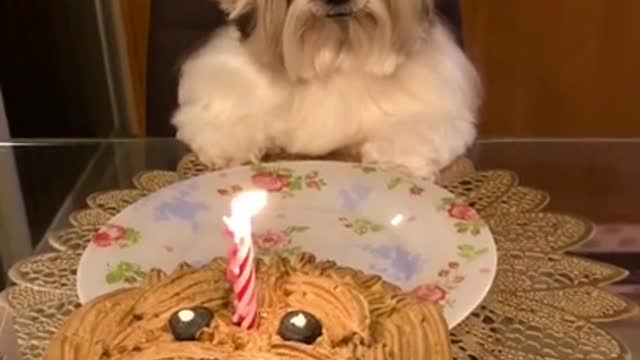 It's my birthday 🎂 #Shorts Funny dog video