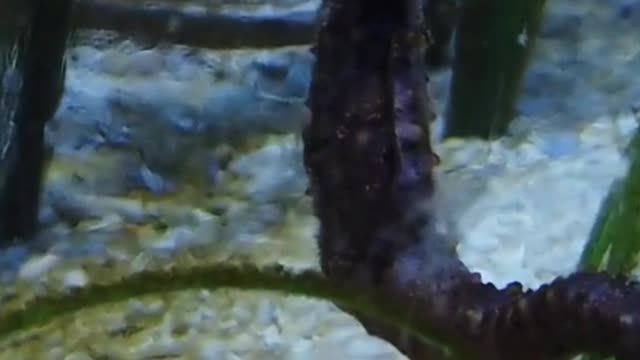 Amazing Seahorse in Ocean