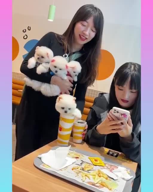 Funny and Cute Dog Video Compilation,🐕🐕_18 _#short