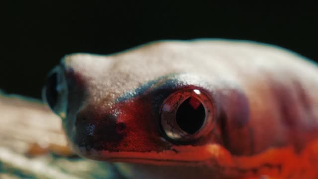 Red frog on a log