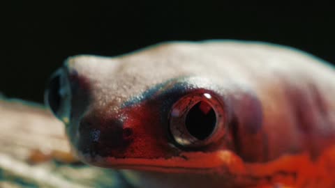 Red frog on a log