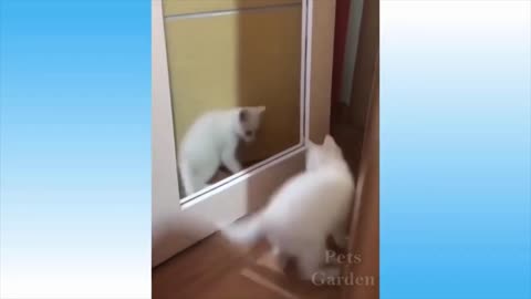 Funny dog