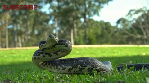 Relaxing Music | Sleeping, Meditation, Stress Relief | [1668] ⭐️