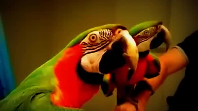 funny bird parrot