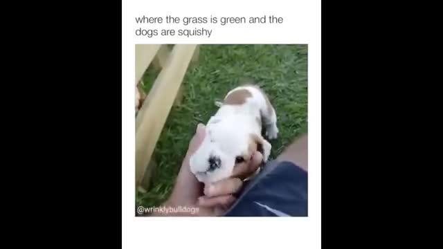 cutest dog !! funny reaction of dogs !! pet lover !! dog lover !!