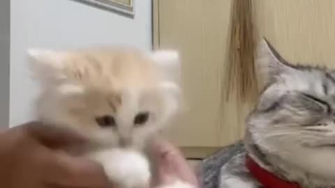 Boxing cat, makes you laugh